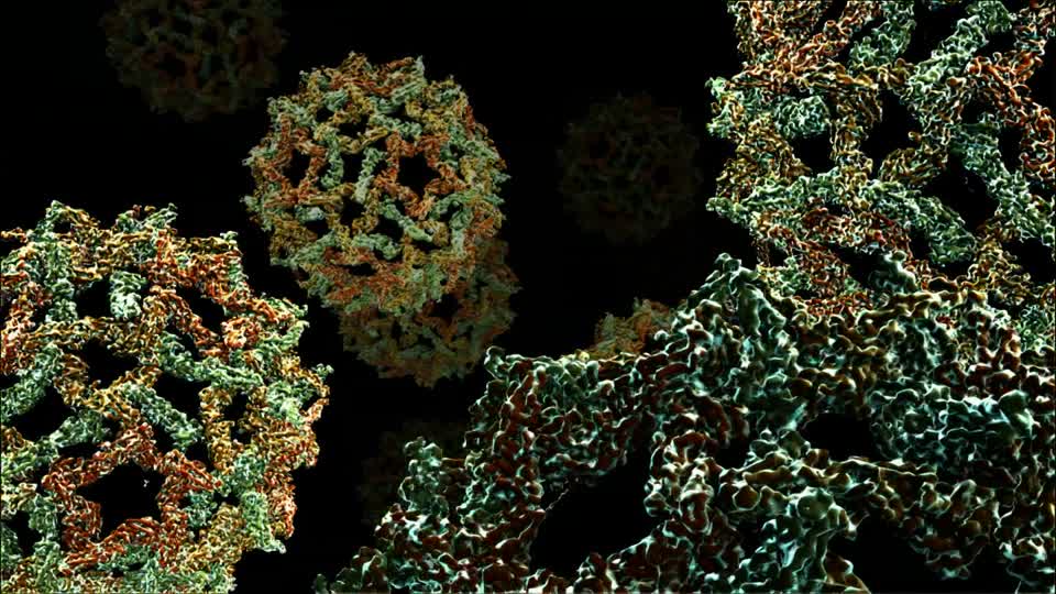 Scientists discover viral mechanism used by flavivirus