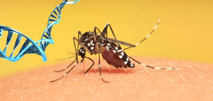 Researchers engineer mosquitoes to resist Dengue